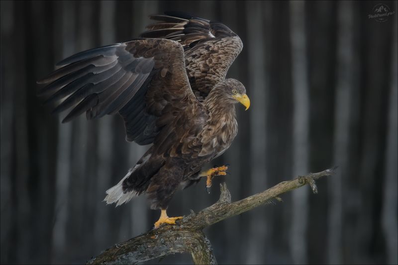 орлан, орлан-белохвост, беларусь, haliaeetus albicilla, white-tailed eagle, красный бор, фототур в красный бор ПИЛИГРИМphoto preview