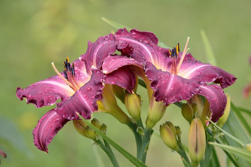 природа, лилейник, цветы Лилейникphoto preview