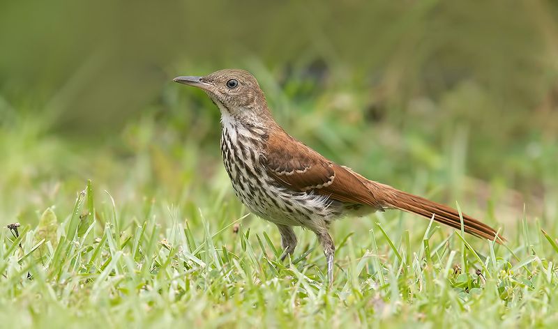 brown thrasher, коричневый пересмешник, thrasher, пересмешник Brown Thrasher juvenile - молодой Коричневый пересмешникphoto preview