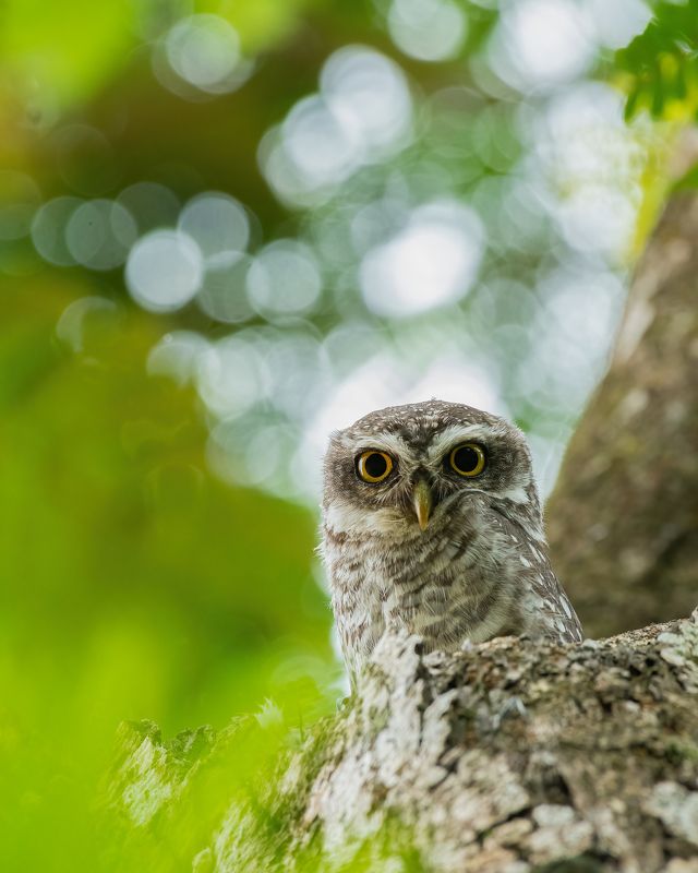 owl, bird, india, nikon Mighty Owlphoto preview