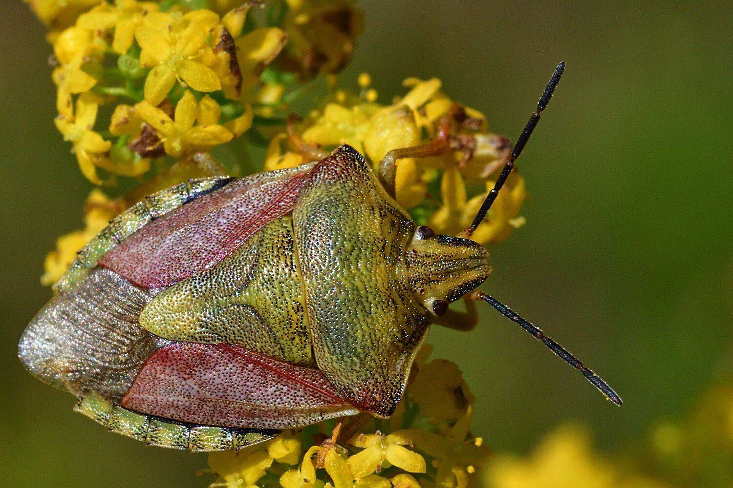 Автор: Корнейчук Игорь , Корнейчук Игорь