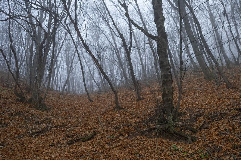 Машукphoto preview