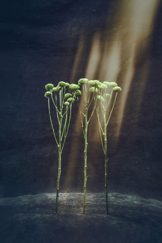 Светphoto preview