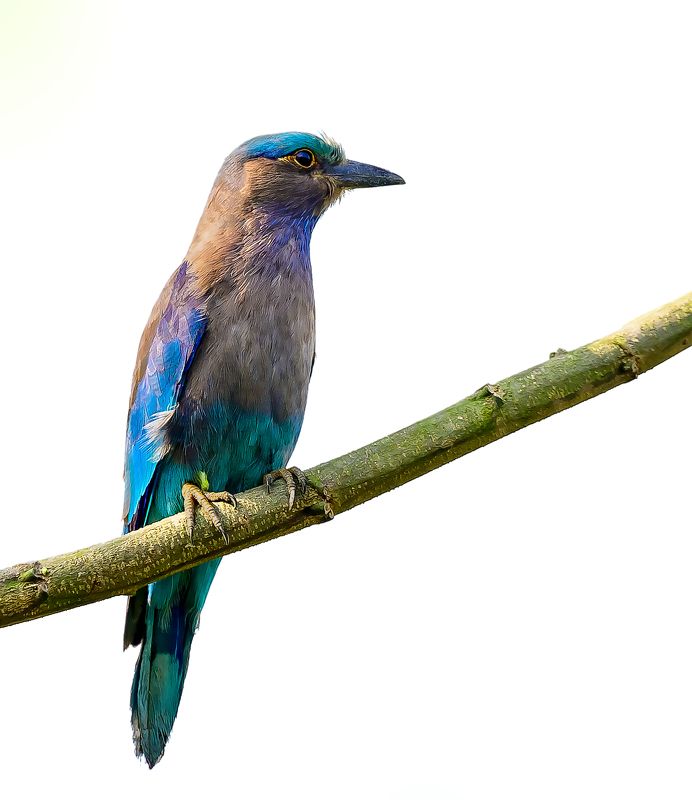 pinakighoshphotographyphoto preview