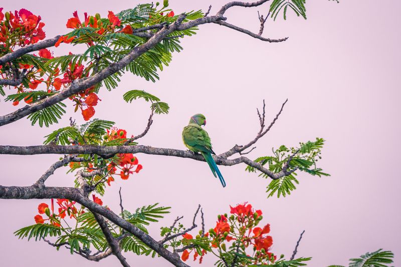 Reddish greenphoto preview