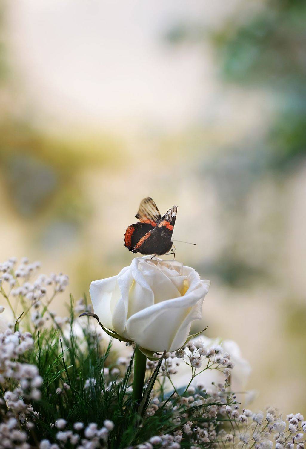 ***. Автор: Быканова Виктория макро, весна, бабочка, насекомые, луг, покой, мир, красота, макромир, созерцание, вчувствование, энтомология, Быканова Виктория