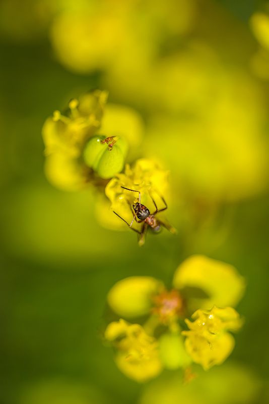 Мимикрияphoto preview