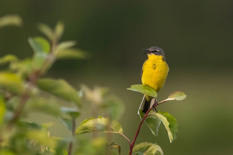 дунилово ***photo preview