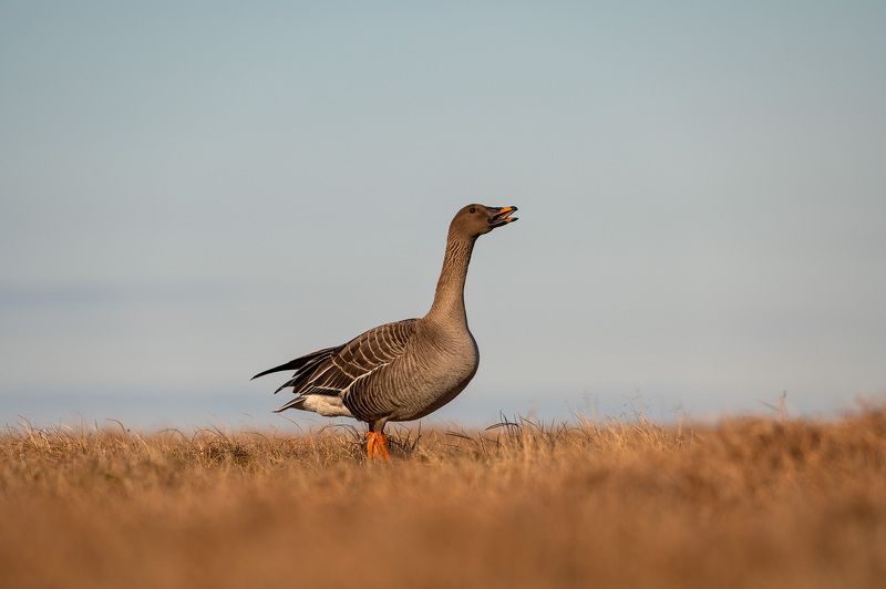 гуменник,гуси Гуменникphoto preview