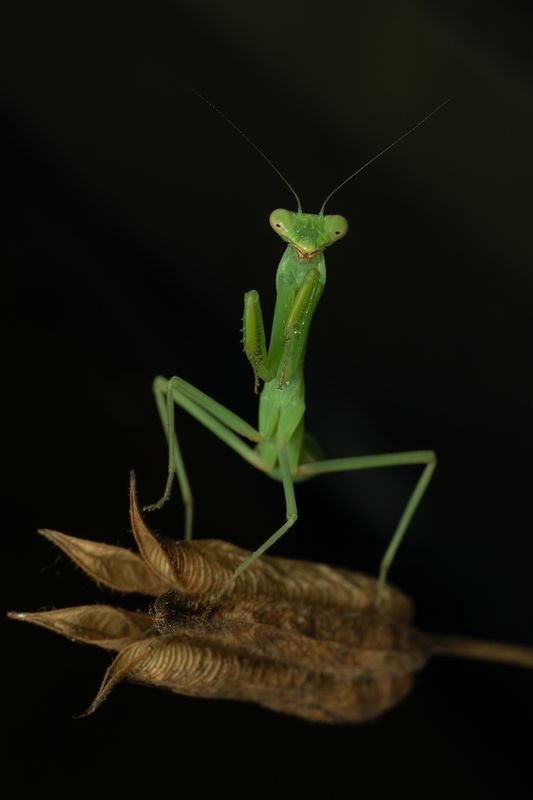 вега11у,макро,ставрополь,богомол Богомол религиозный (лат. Mantis religiosa)photo preview