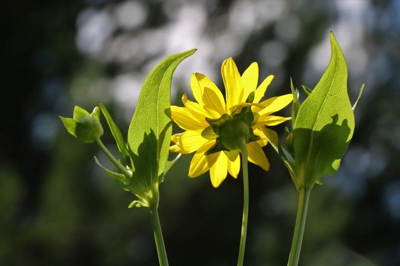 лето,цветок Солнышко фото превью