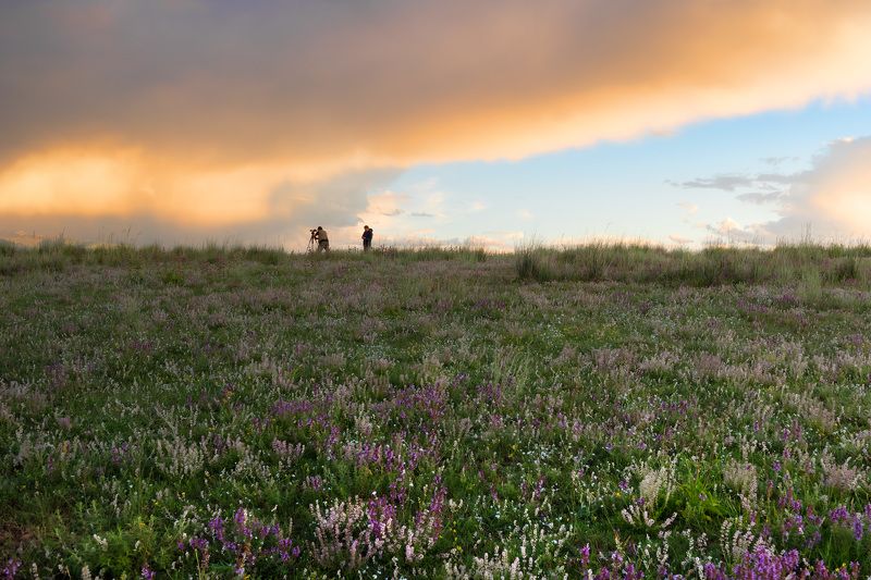 Companionphoto preview