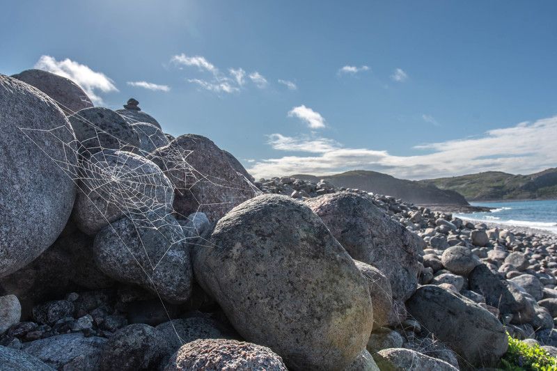 Солнечная паутинаphoto preview