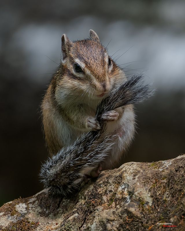 Портрет с хвостомphoto preview