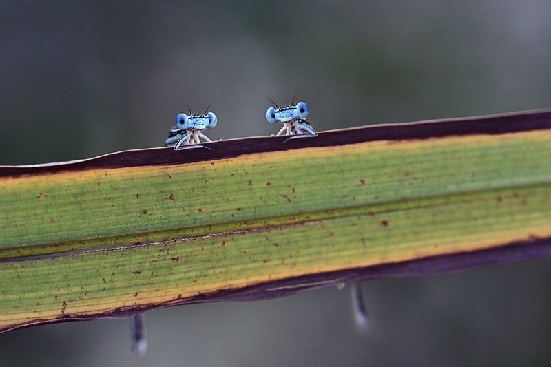 двойняшкиphoto preview