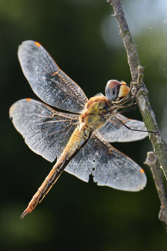 denis moura, mogi das cruzes, brasil, libélula Libelulaphoto preview