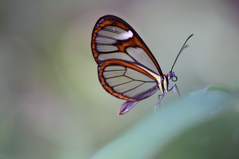 borboleta, denis moura,  mogi das cruzes,  brasil Borboletaphoto preview