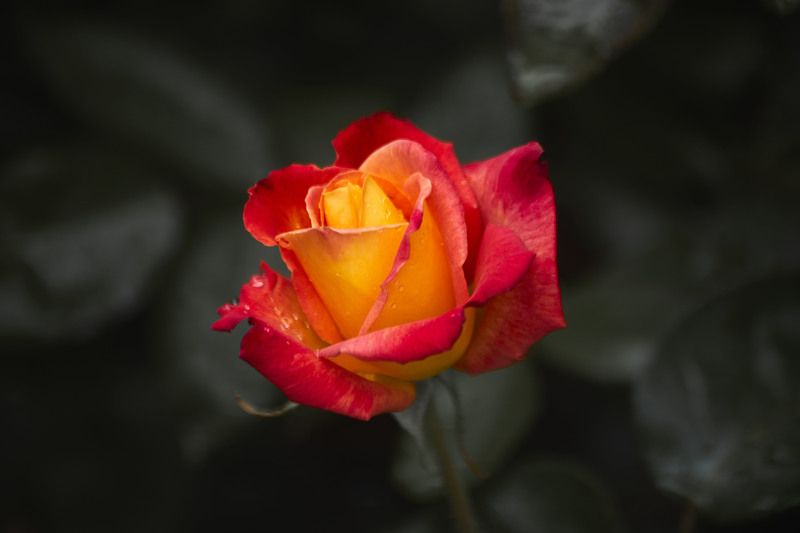 Роза Моника… Мой Сад Москваphoto preview