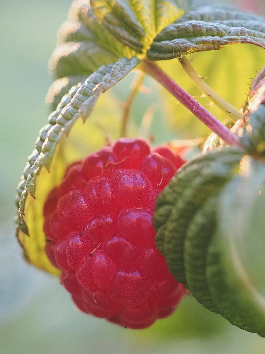 , Калёв Сергей