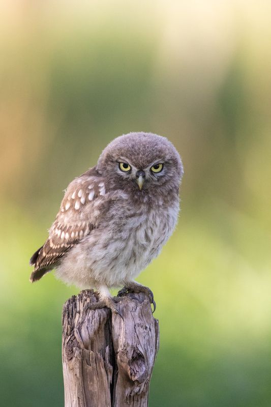 bird, nature, little owl, wildlife Little Owlphoto preview