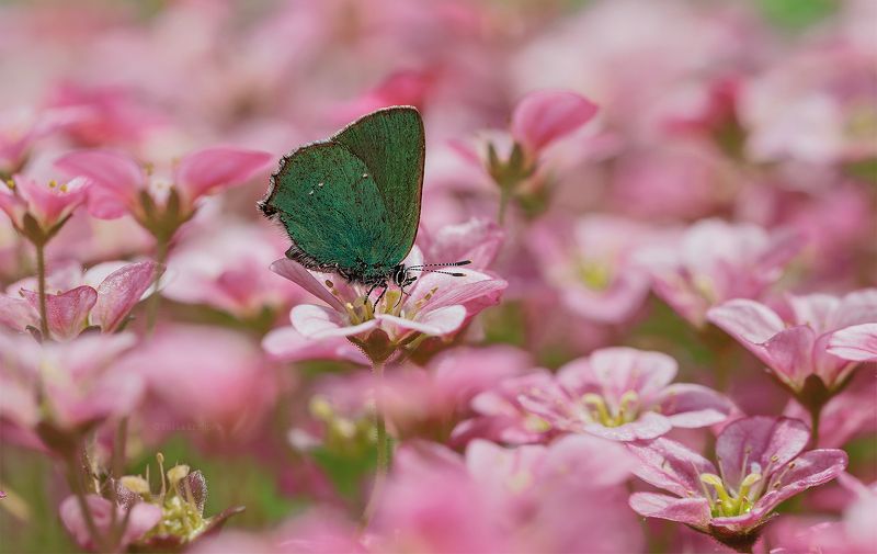 бабочка, голубянка, малинница, голубянка малинная, макро, macro Голубянка малиннаяphoto preview