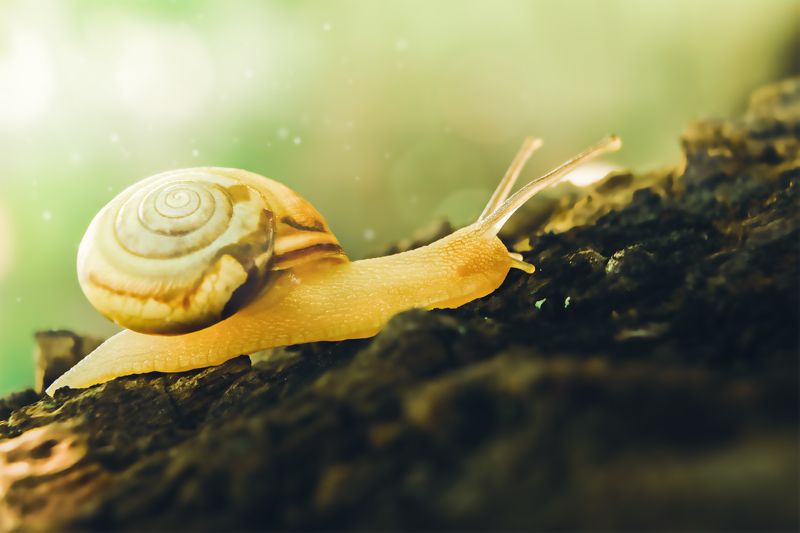 улитка, макро, моллюск, лето, день, природа Путь на вершинуphoto preview