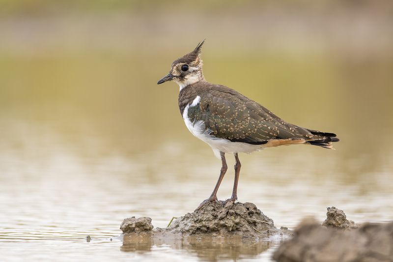 Ķīvītephoto preview