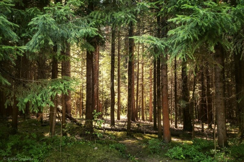 сосновый бор, лес, летний пейзаж, хвойный лес Утро в сосновом боруphoto preview