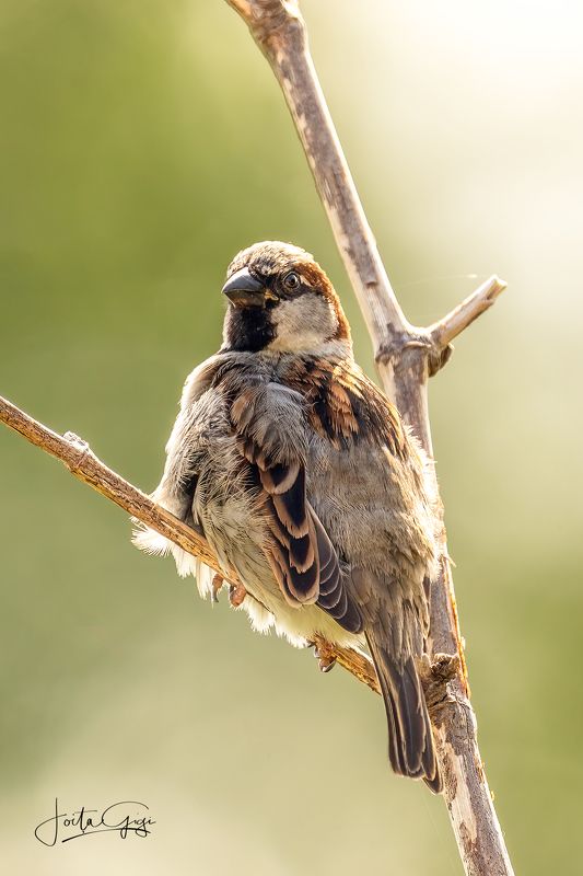 Sparrowphoto preview