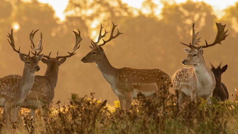 animals, golden hours, deer Golden Hourphoto preview