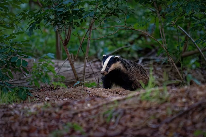 badger; animal; mammal; wildlife Badgerphoto preview