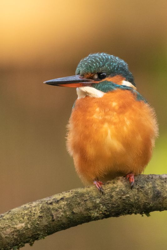 kingfisher, bird, nature, wildlife, Kingfisherphoto preview