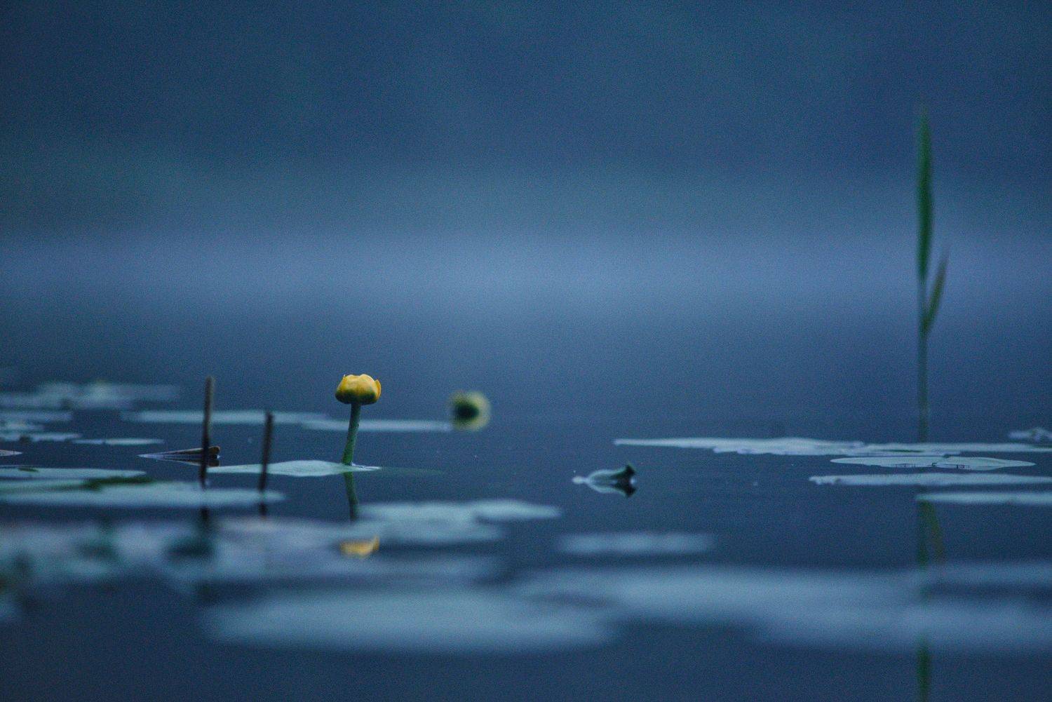 , Владимир Леликов-Кузьменко