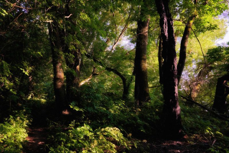 лес,вечер,зелень,природа,роща,блики В чаще лесаphoto preview