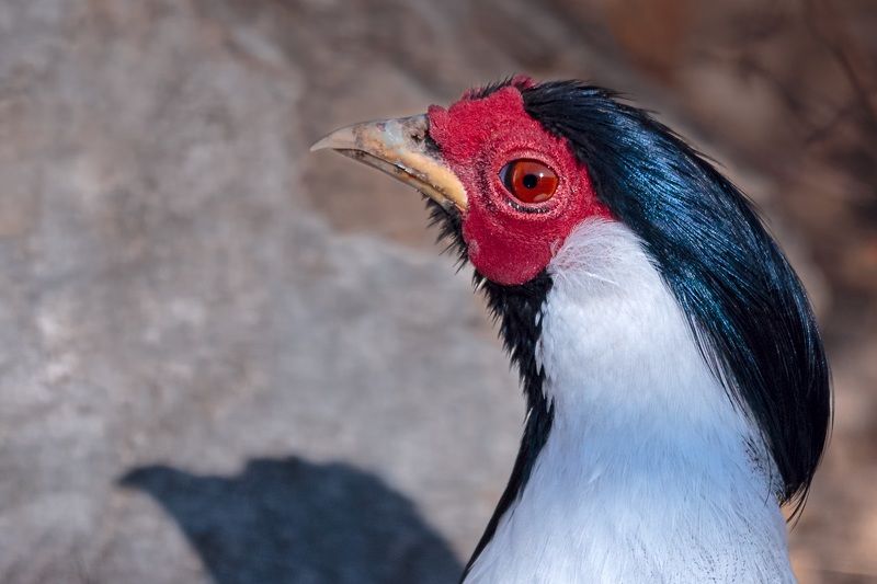 lophura nycthemera Lophura nycthemeraphoto preview