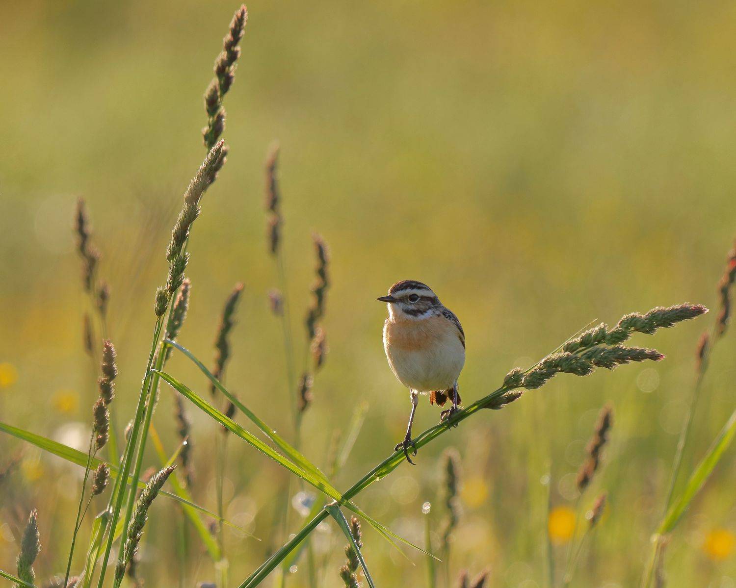 Луговой чекан - утро.... Автор: Титов Александр лето, утро, луг, птицы, рассвет, чекан, природа, архангельская область, Титов Александр