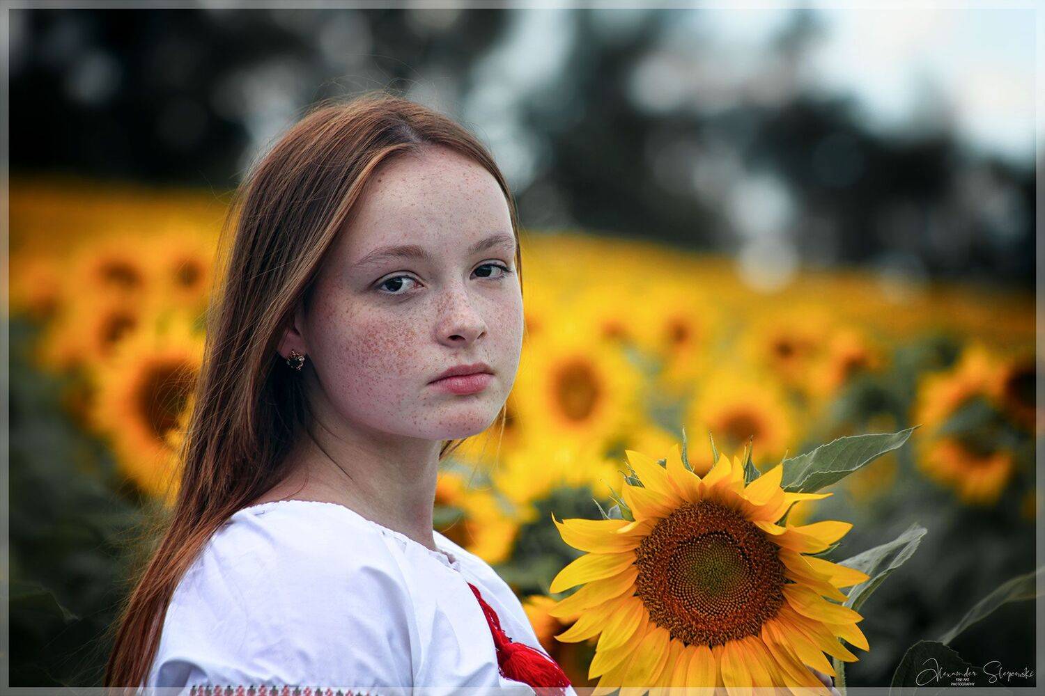 Sunflowers. Автор: Alexander Slepcowski Sunflowers, Alexander Slepcowski