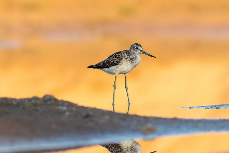 большой улит, кулик, фотоохота, птица, рассвет, утро, birds, greenshank Большой улит на рассветеphoto preview