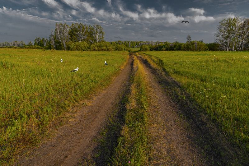 пейзаж ,лето ,птицы ,вечер Барабинские лесостепиphoto preview