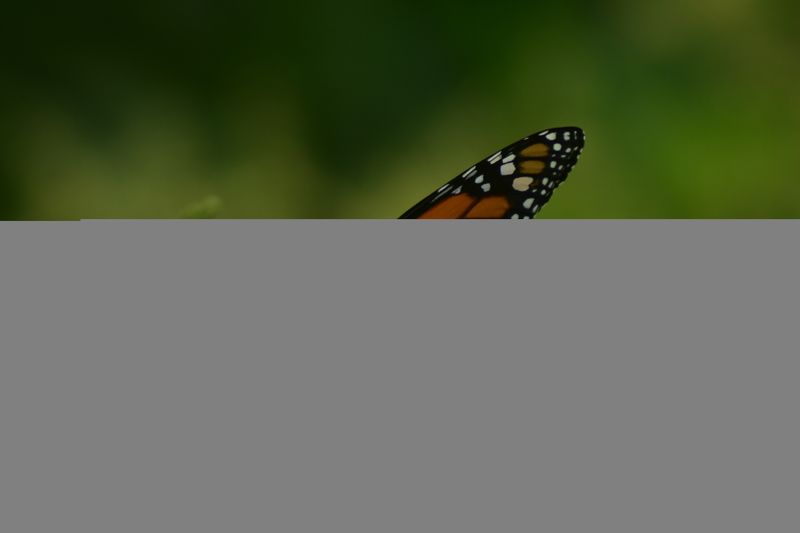 Polinizacionphoto preview