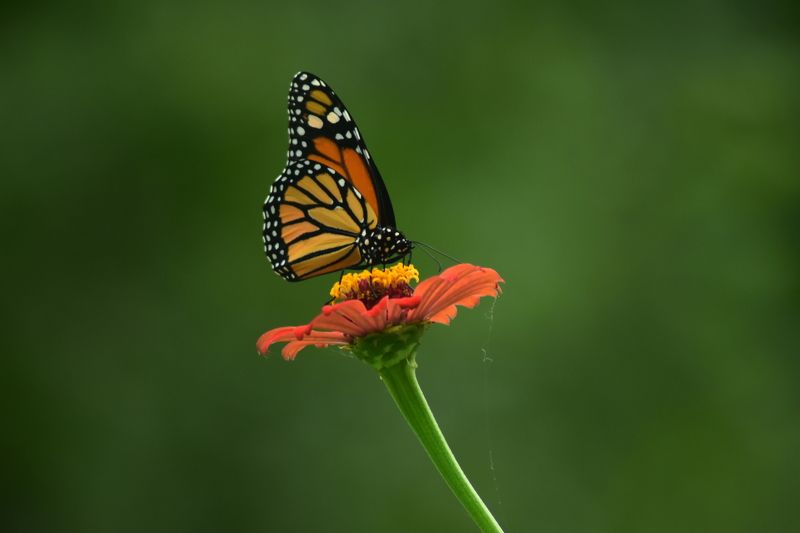 Polinizacionphoto preview