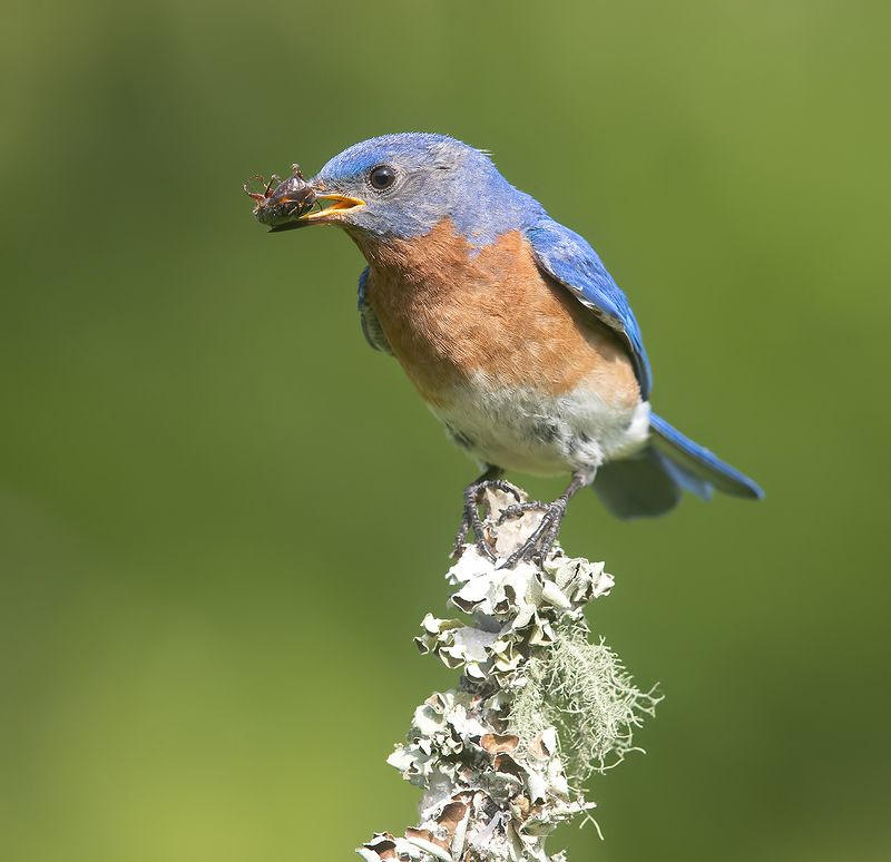 восточная сиалия, eastern bluebird, bluebird Eastern Bluebird male -Восточная сиалия самецphoto preview