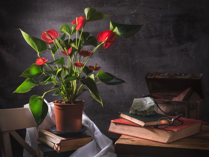 Натюрморт с цветами, красные цветы, Антуриум Андре, старые книги, камни, свет из окна. Антуриум Андре (Anthurium andreanum)photo preview