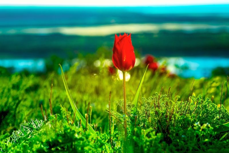 цветок, красный, алый, тюльпан, зелень, вода, побережье, весна, дикий, бутон, красочный, природа, рассвет, Тюльпан Шренка (Геснера).photo preview