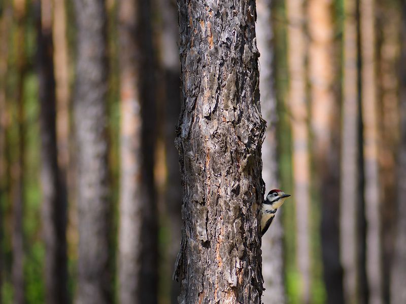 Не отвлекай меня, я занят!photo preview