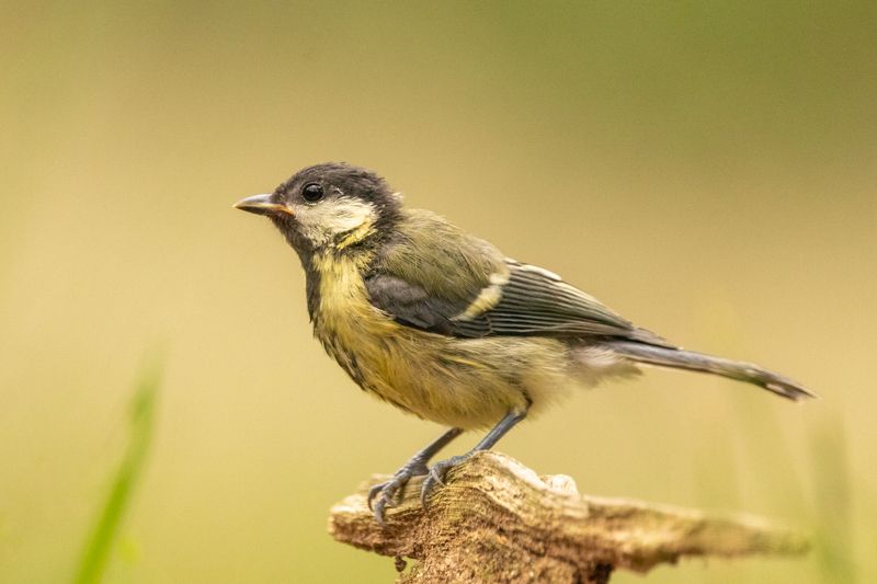 greattit, bird, nature, birding, wildlife, Great titphoto preview