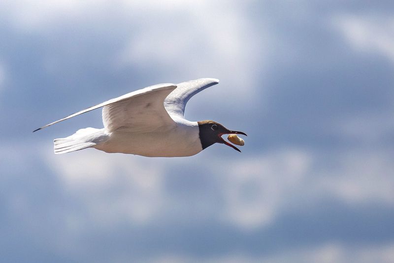 птица, чайка, небо Перекусphoto preview