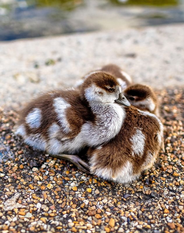 утка, гусь Из жизни водоплавающих фото превью