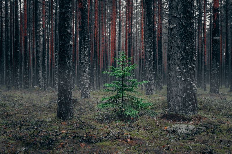 loneliness forest fir одиночество лес ель Lonelinessphoto preview