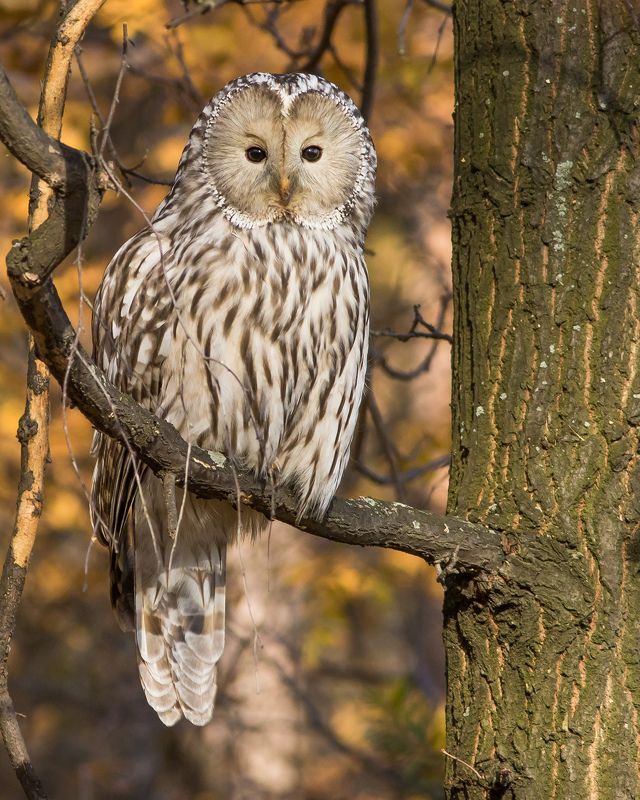 длиннохвостая неясыть Длиннохвостая неясытьphoto preview